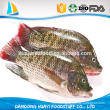 tasty competitive price top quality frozen tilapia for sale